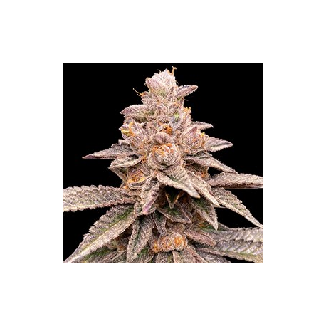 Banana Latte | Feminised, Indoor & Outdoor