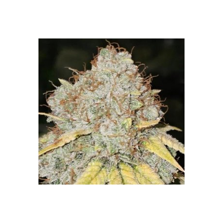 Banger Glue x Melon | Feminised, Indoor & Outdoor