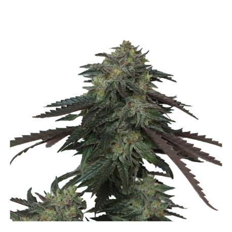 Ice Scream OG | Feminised, Indoor & Outdoor