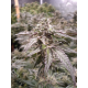 Strawberry-Line | Feminised, Indoor & Outdoor