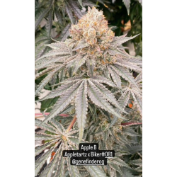 Apple B | Feminised, Indoor & Outdoor