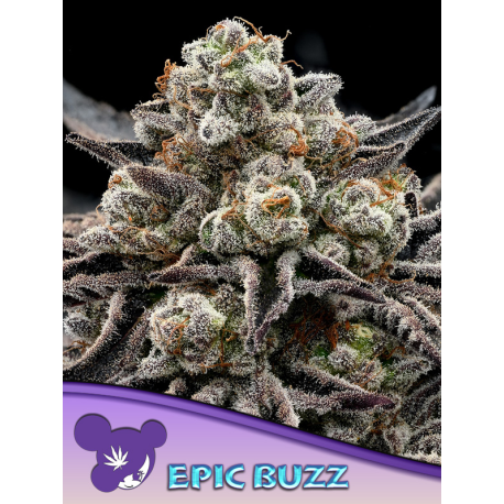 Epic Buzz | Feminised, Indoor & Outdoor