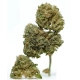 Catahoula Chem | Indoor & Outdoor