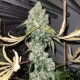 Catahoula Chem | Indoor & Outdoor