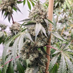 Catahoula Chem  | Indoor & Outdoor