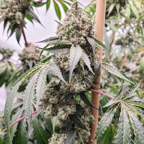 Catahoula Chem | Indoor & Outdoor