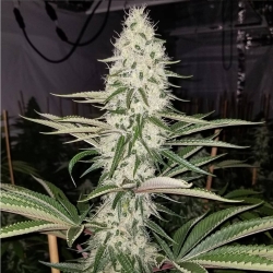 Chasca | Indoor & Outdoor