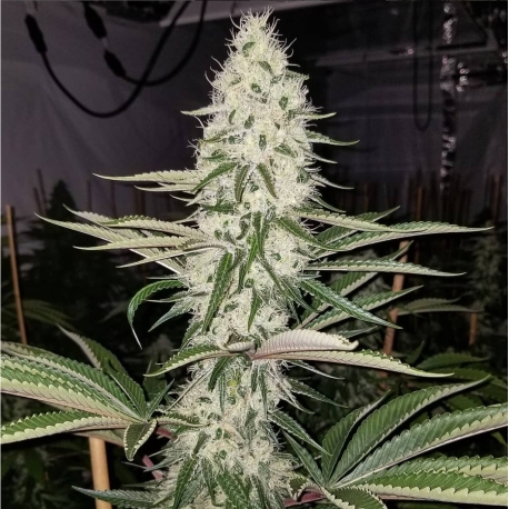 Chasca | Indoor & Outdoor