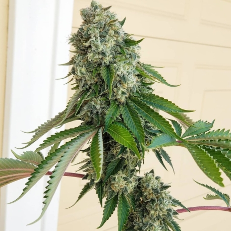 Chem Fuego | Indoor & Outdoor