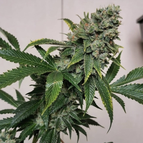 Dog Patch | Indoor & Outdoor