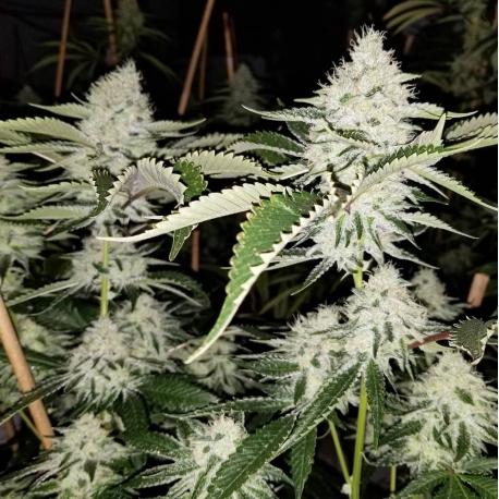 Double Krush | Indoor & Outdoor