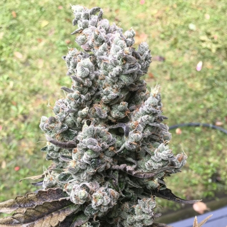 Frictrix | Indoor & Outdoor