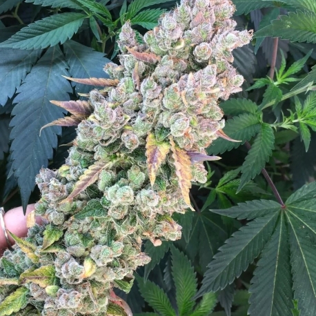 Goji Dog | Indoor & Outdoor