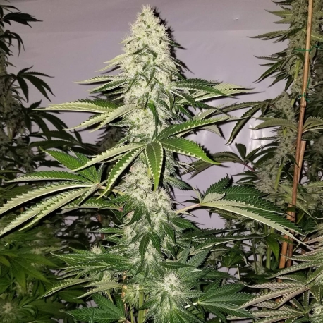 Guerilla Fume | Indoor & Outdoor