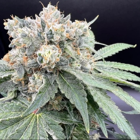 Hunza Valley 91 | Indoor & Outdoor