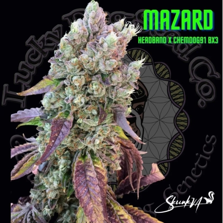 Mazard | Indoor & Outdoor