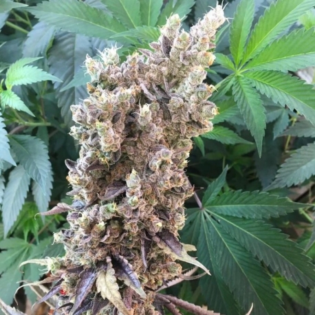 Old Yogo | Indoor & Outdoor