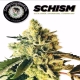 Schism | Indoor & Outdoor