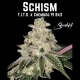 Schism | Indoor & Outdoor