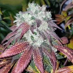 Sunshine Biscuits | Indoor & Outdoor