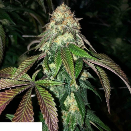 Sweet Chem | Indoor & Outdoor