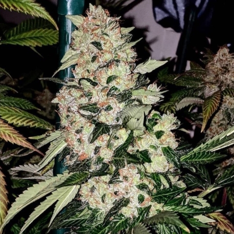 Twin Peaks | Indoor & Outdoor