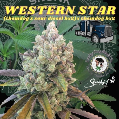 Western Star | Indoor & Outdoor