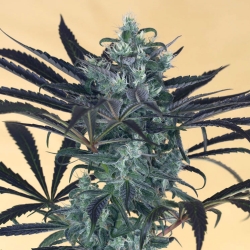 Blueberry Headband | Feminised, Indoor & Outdoor