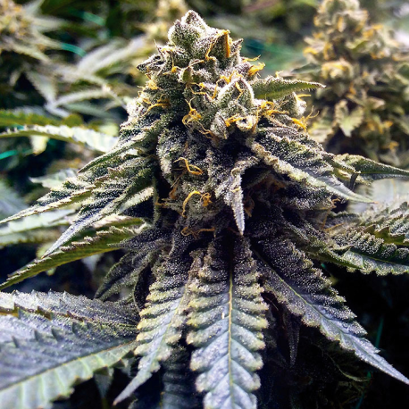Chocolate Mint OG 2.0 | Feminised, Indoor & Outdoor