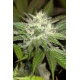 Sapphire OG | Feminised, Indoor & Outdoor