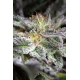 Sapphire OG | Feminised, Indoor & Outdoor