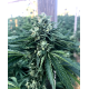 Cinnamon Buddha OG | Feminised, Indoor & Outdoor