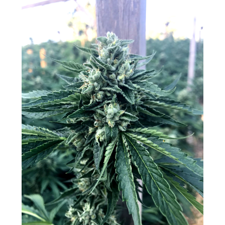 Cinnamon Buddha OG | Feminised, Indoor & Outdoor