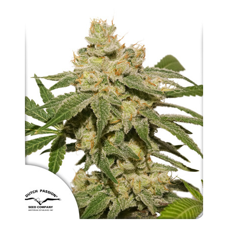 Auto Oh My Gusher | Feminised, Auto, Indoor & Outdoor