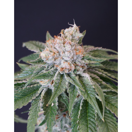 Kushi Melon | Feminised, Indoor & Outdoor