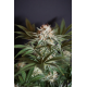 Rocky Melon | Feminised, Indoor & Outdoor