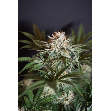Rocky Melon | Feminised, Indoor & Outdoor
