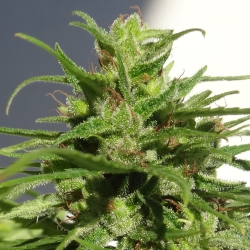 Ethiopian Standard | Indoor & Outdoor