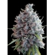 Killer A5 Haze | Feminised, Indoor & Outdoor
