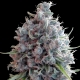 Killer A5 Haze | Feminised, Indoor & Outdoor