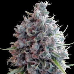 Killer A5 Haze | Feminised, Indoor & Outdoor
