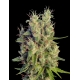 Super Malawi Haze Standard | Indoor & Outdoor