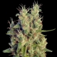 Super Malawi Haze Standard | Indoor & Outdoor