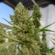 Super Malawi Haze Standard | Indoor & Outdoor