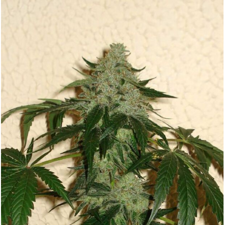 Road Dawg | Indoor & Outdoor