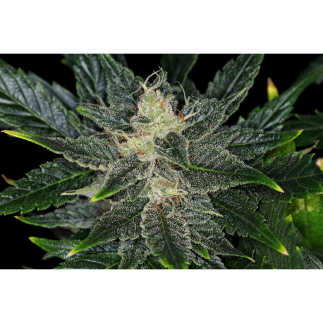 Gorilla King Auto | Feminised, Auto, Indoor & Outdoor
