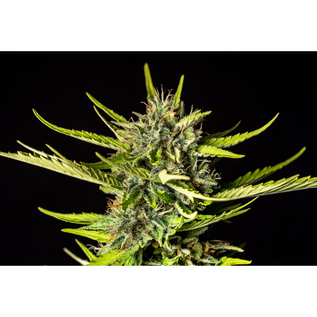 Strawberry Haze Auto | Feminised, Auto, Indoor & Outdoor