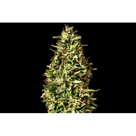 Runtz Auto | Feminised, Auto, Indoor & Outdoor