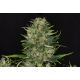 Dosidos Auto| Feminised, Auto, Indoor & Outdoor
