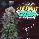 Coconut Cream | Feminised, Indoor & Outdoor